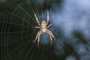 spider-min